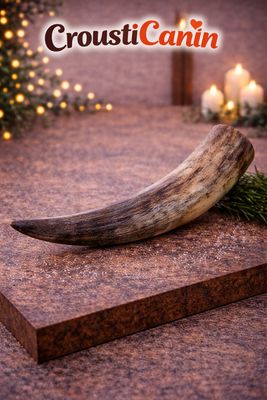 CORNE DE VACHE VIDE TAILLE S - 1 PIECE