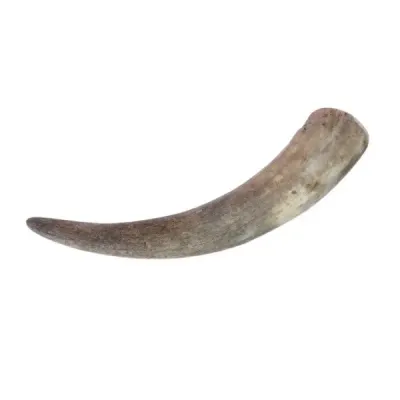 CORNE DE VACHE VIDE TAILLE XL - 1 PIECE