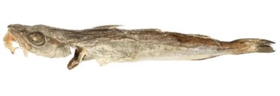 POISSON MERLAN A L'UNITE