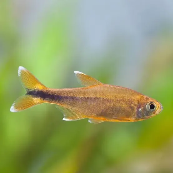 Silver Tip Tetra