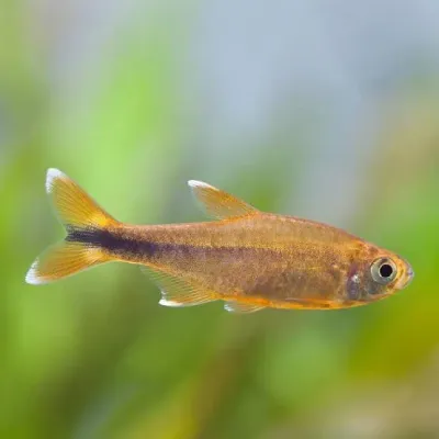 Silver Tip Tetra