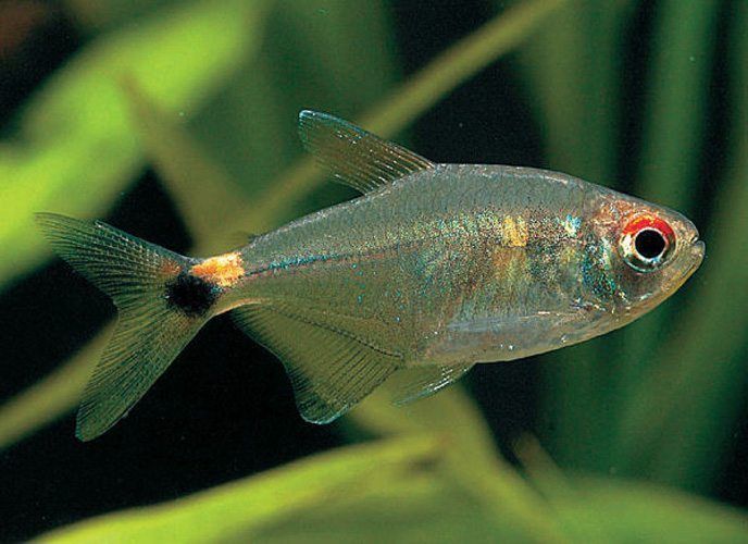 Head &amp; Tail Light Tetra