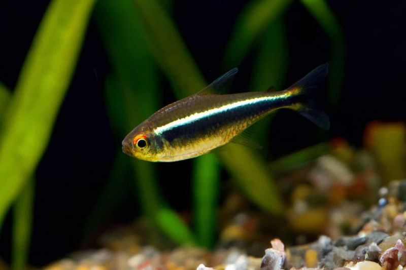 Black Neon Tetra