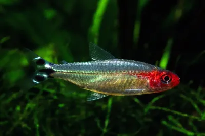 Brilliant Rummynose Tetra