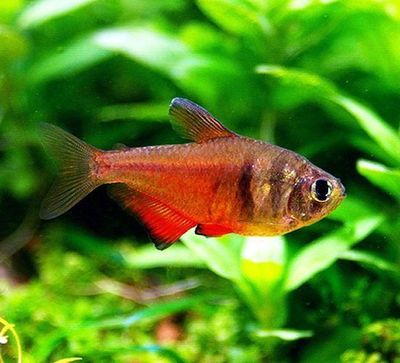 Von Rio Tetra