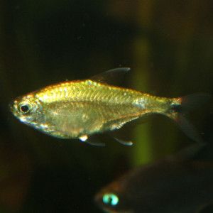 Gold Tetra