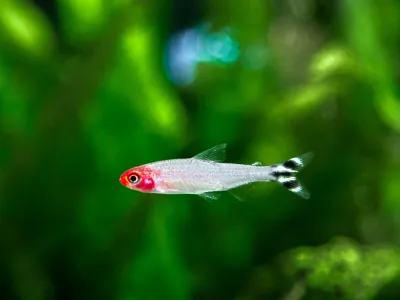 Albino Rummynose Tetra