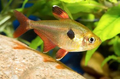 Redtail Yellow Phantom