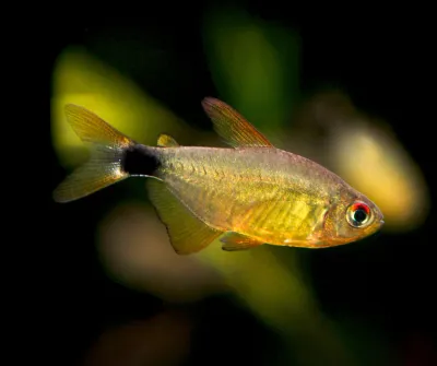Kitty Tetra