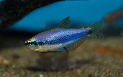 Blue Emperor Tetra