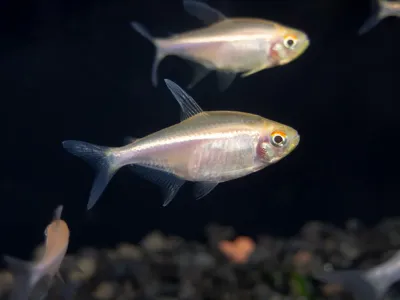 Albino Black Neon Tetra