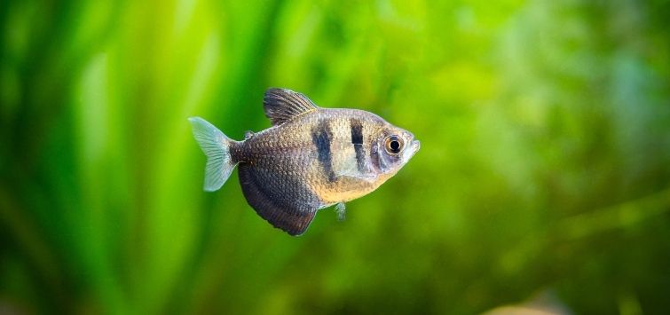 Black Skirt Tetra