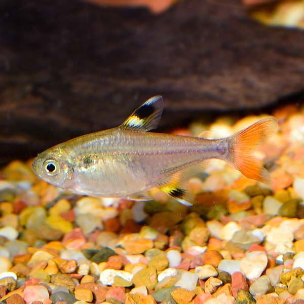 Golden Pristella Tetra