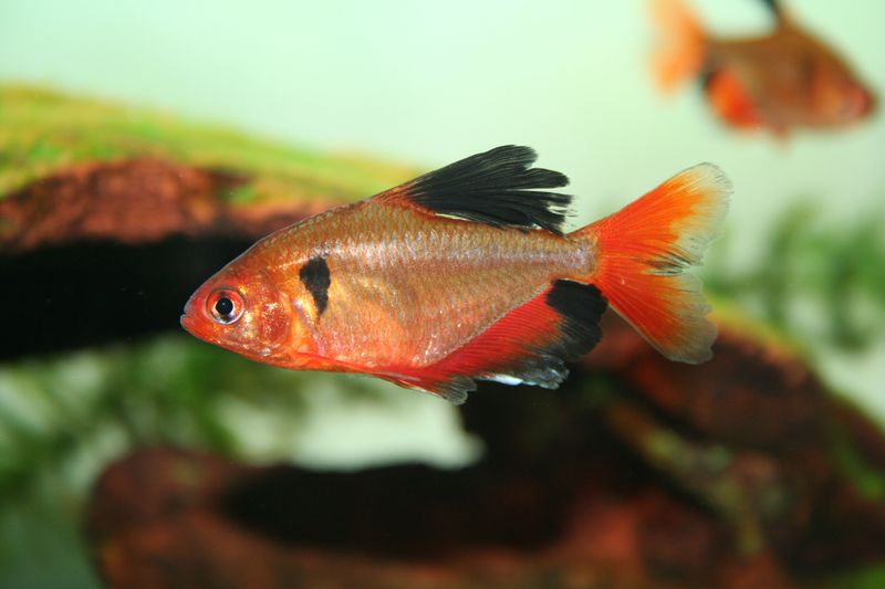 Longfin Serpae Tetra