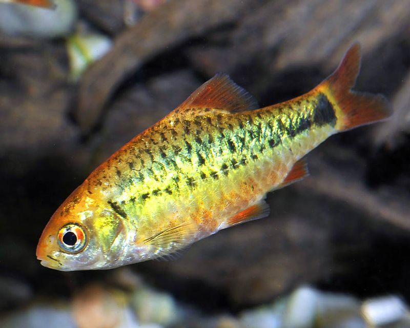 Gold Barb