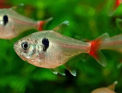 Yellow Phantom Tetra