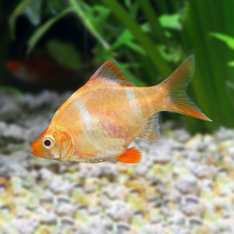 Albino Tiger Barb