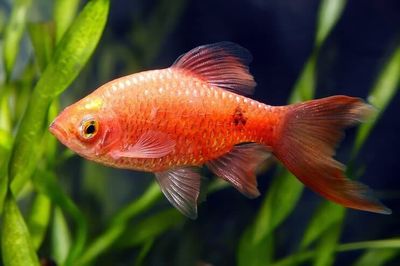 Copper Head Rosy Barb