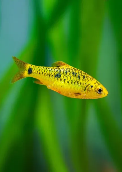 Golden Neon Barb