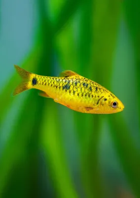 Golden Neon Barb