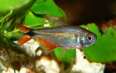 Bueno Aires Tetra