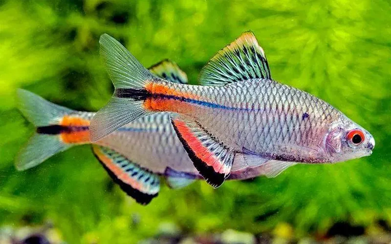 Taiwanese Bitterling