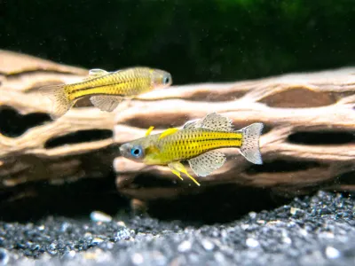 Gertrudae Killifish