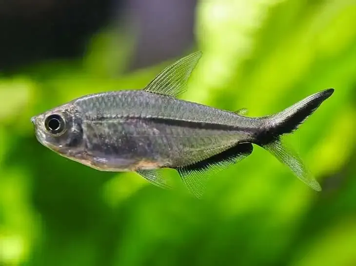 Blackline Tail Tetra