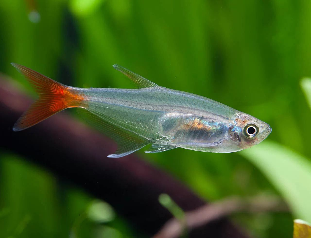 Blood Fin Tetra