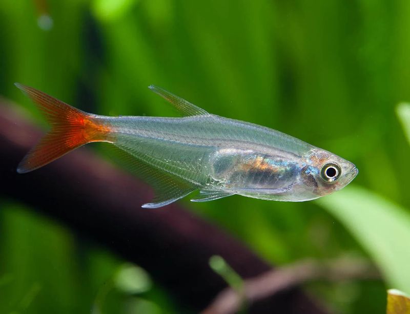 Blood Fin Tetra