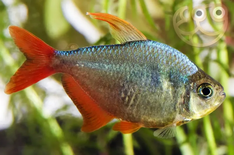 Colombian Red Fin Tetra