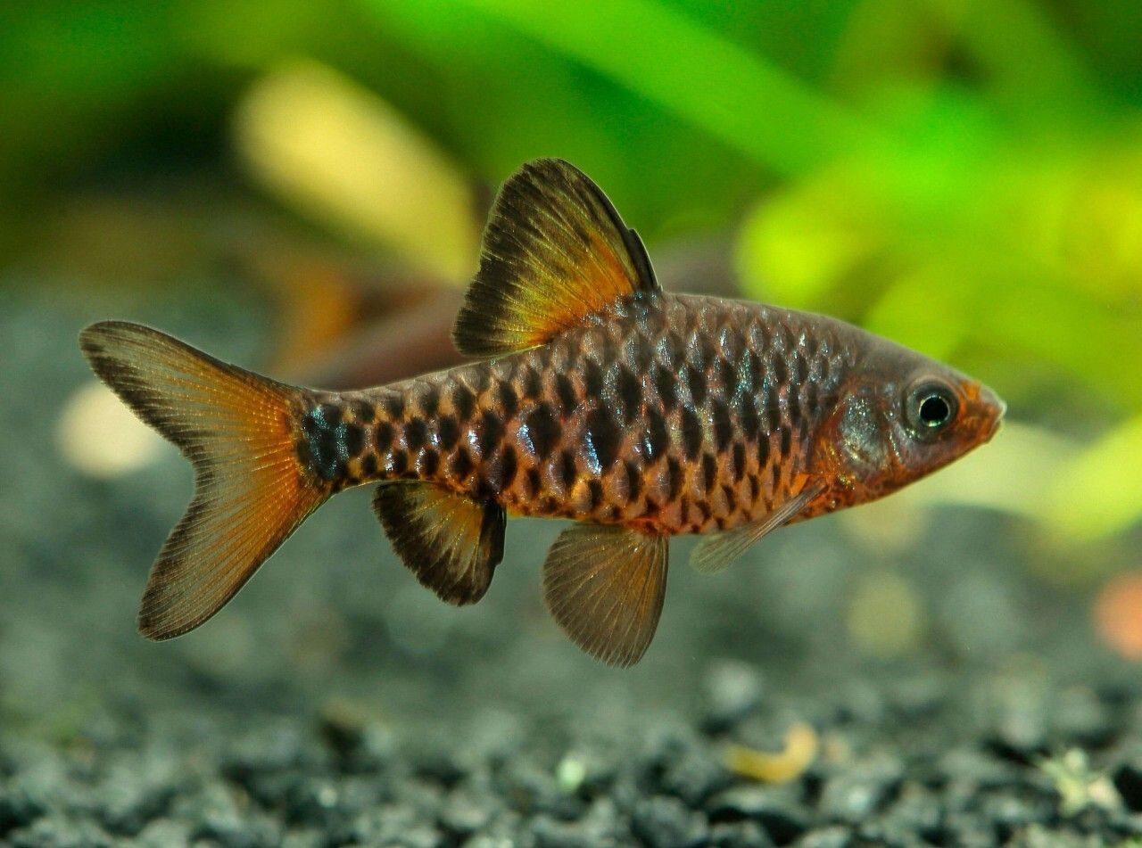Checker Barb