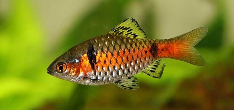 Odessa Barb