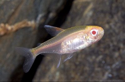Albino Glowlight Tetra