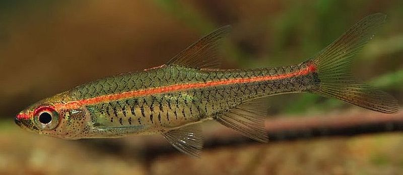 Red Striped Rasbora