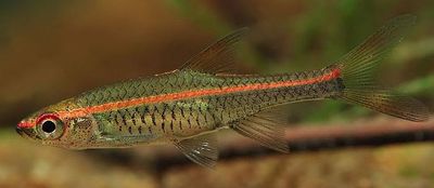 Red Striped Rasbora