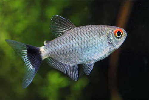 Red Eye Tetra