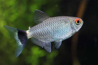 Red Eye Tetra