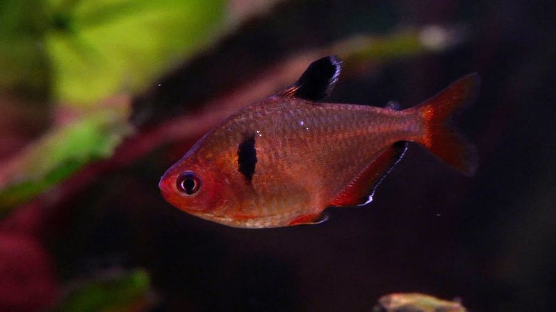 Red Phantom Tetra