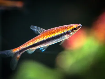 Beckford Pencilfish