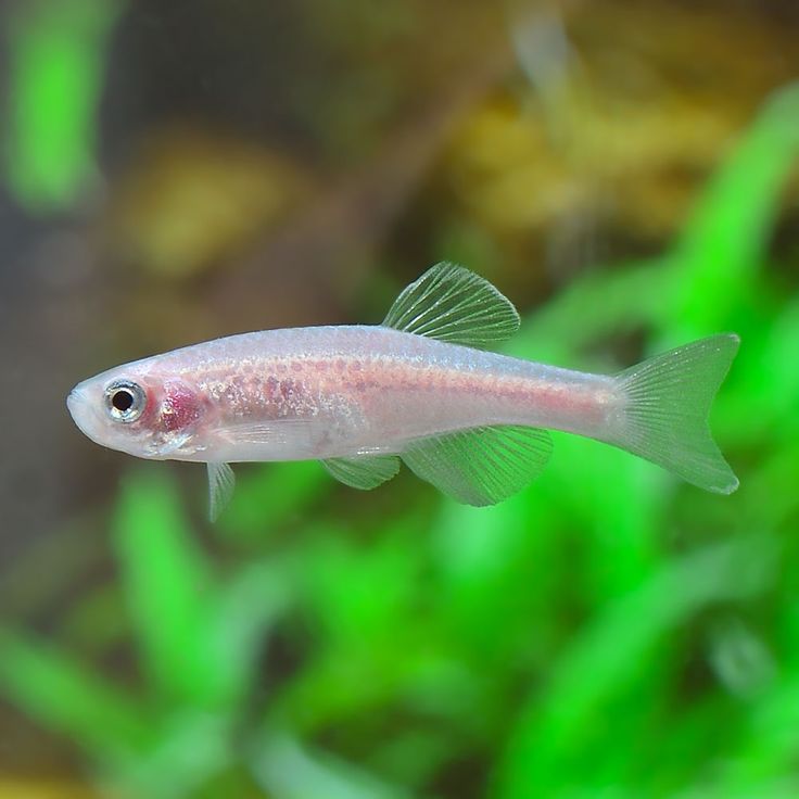 Albino Zebra Danio