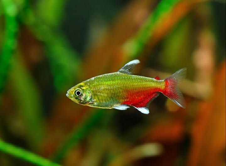 Green Fire Tetra