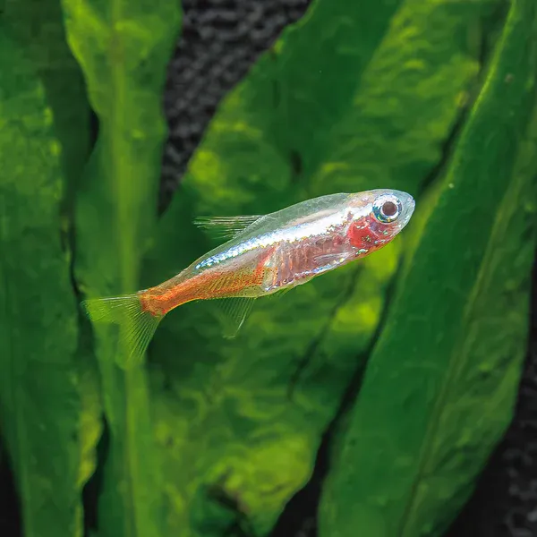 Golden Neon Tetra