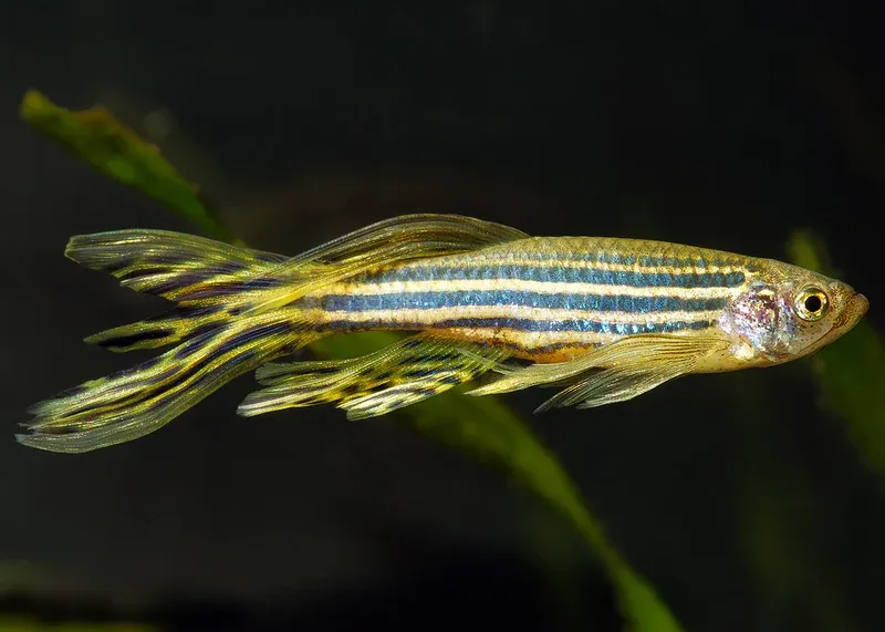Golden HiFin Zebra Danio