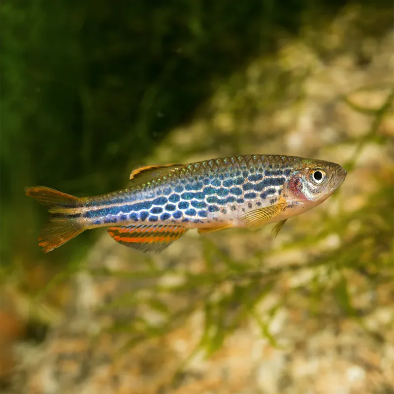 Kyathit Danio