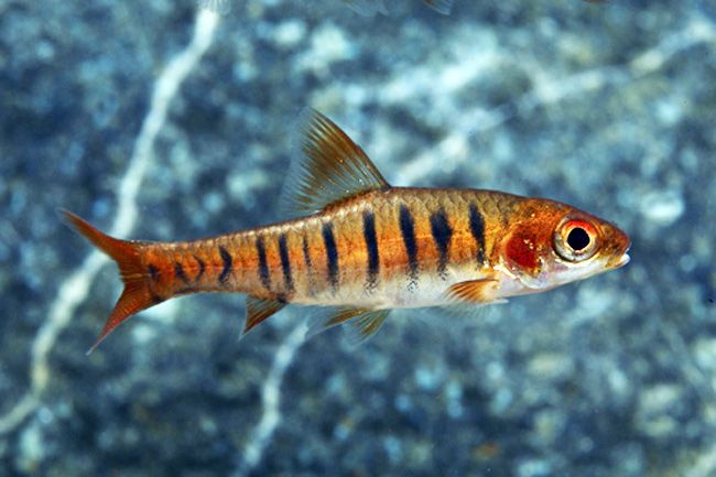African Banded Barb