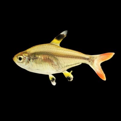 Golden Pristella Tetra