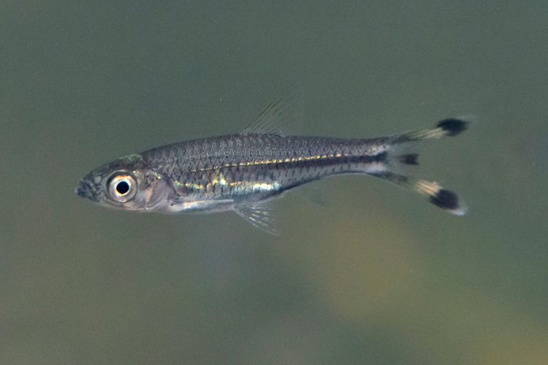 Scissortail Rasbora