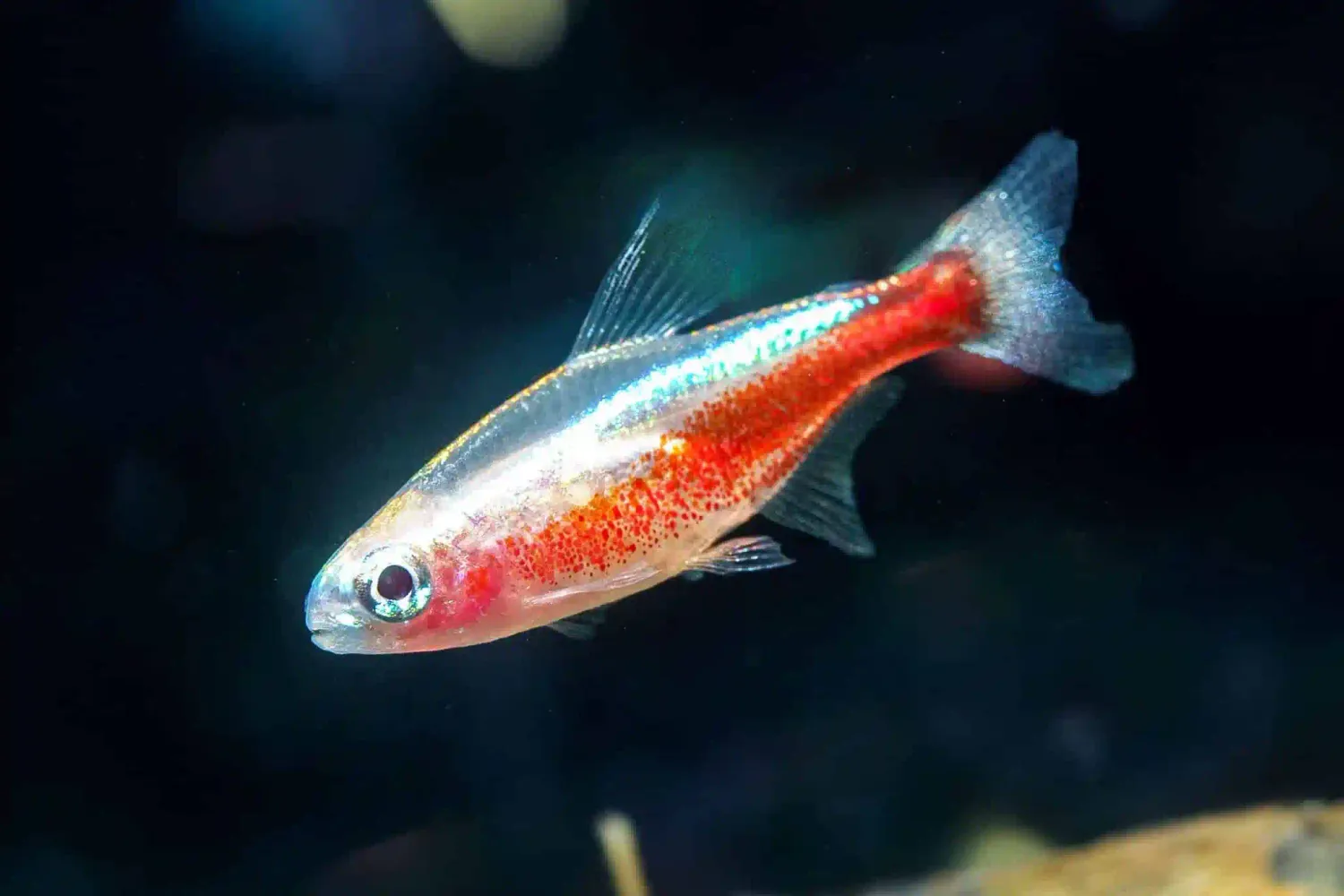 Albino Neon Tetra