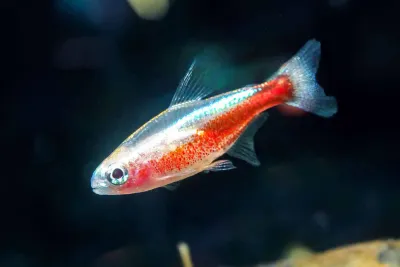 Albino Neon Tetra
